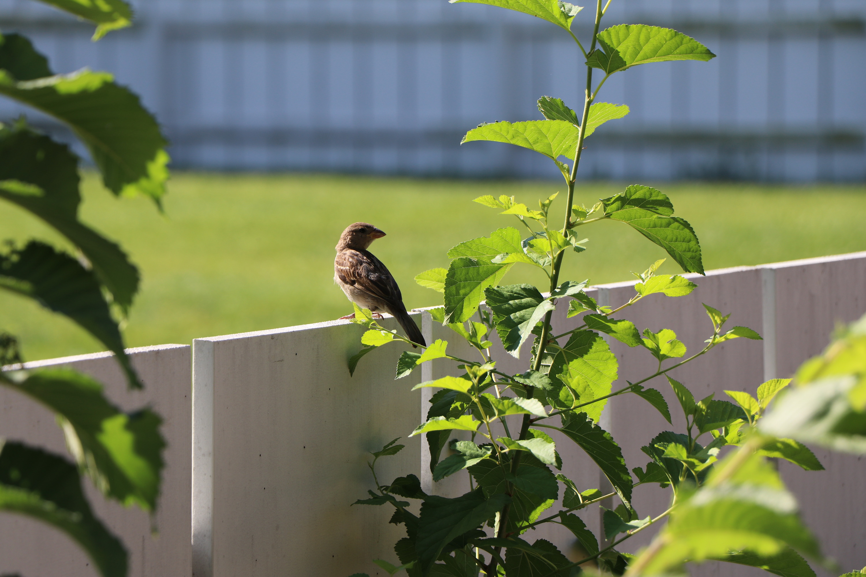 A small brown bird sitting on a white fence.