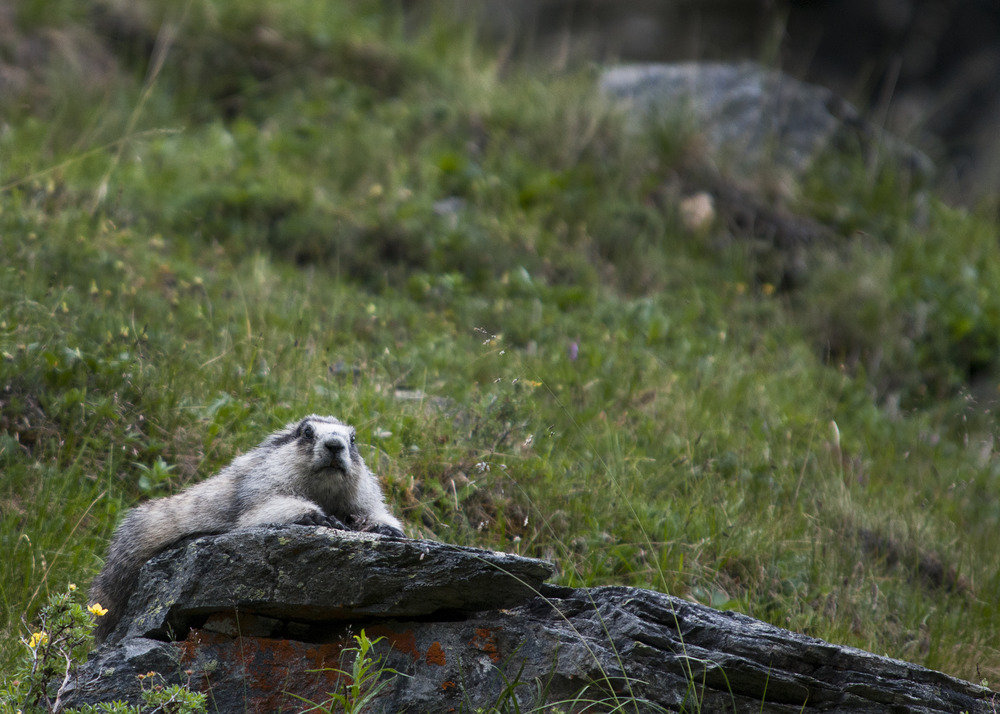 a marmot laying on a flat rock