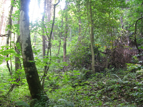 Plot Code: GRSM_AA_0617_3