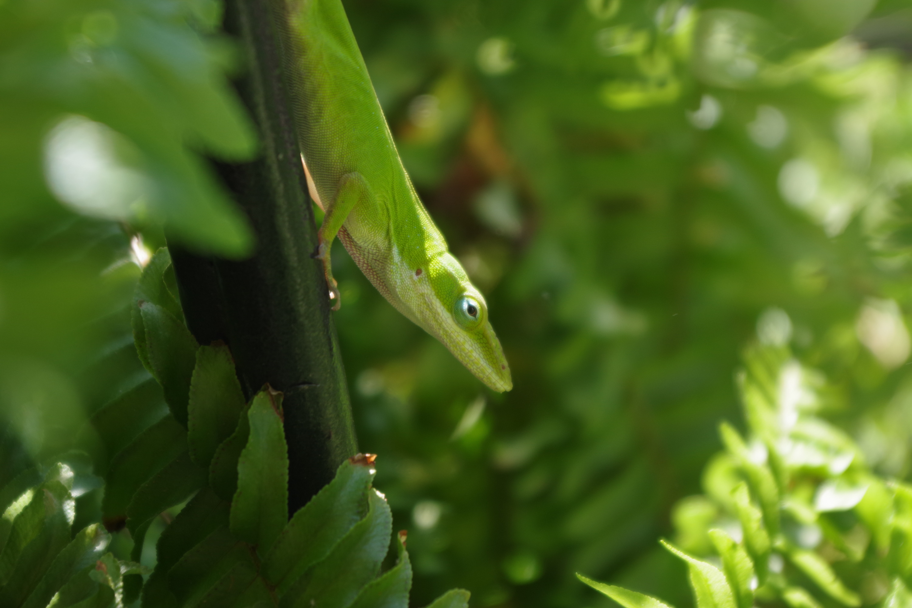 green anole closeup