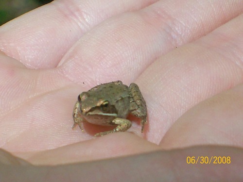 Parkid holding a Wood Frog