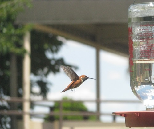 Rufous hummingbirds get their names from their reddish coloring. This one is flying into the Spanish Garden to the feeder.