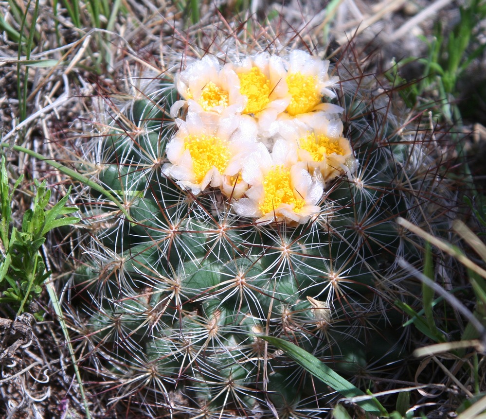 In the Cactus Family.