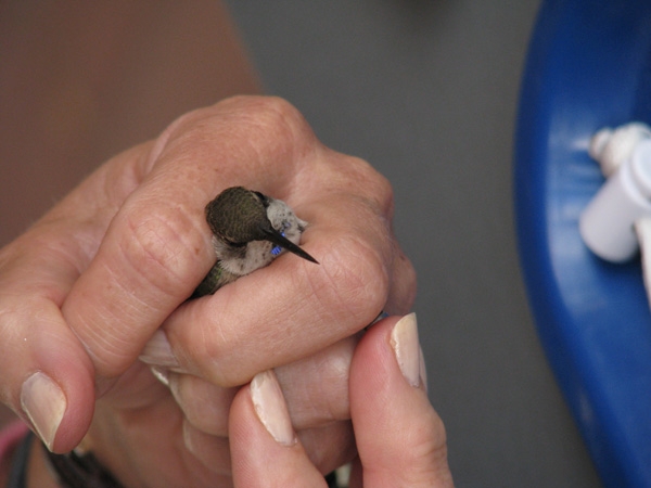Demonstrating the proper way to hold these tiny birds.