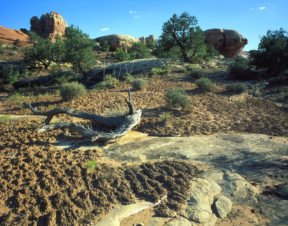 Biological Soil Crust