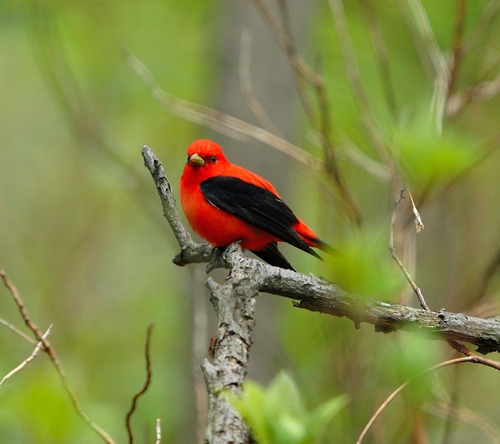 Male Scarlet Tanager at Central Beach.