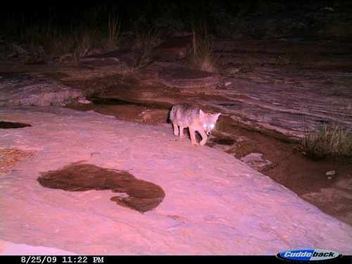 Summer monsoon storms leave behind temporary pools of water which in turn attract mammals like the grey fox (Urocyon cinereoargenteus).
