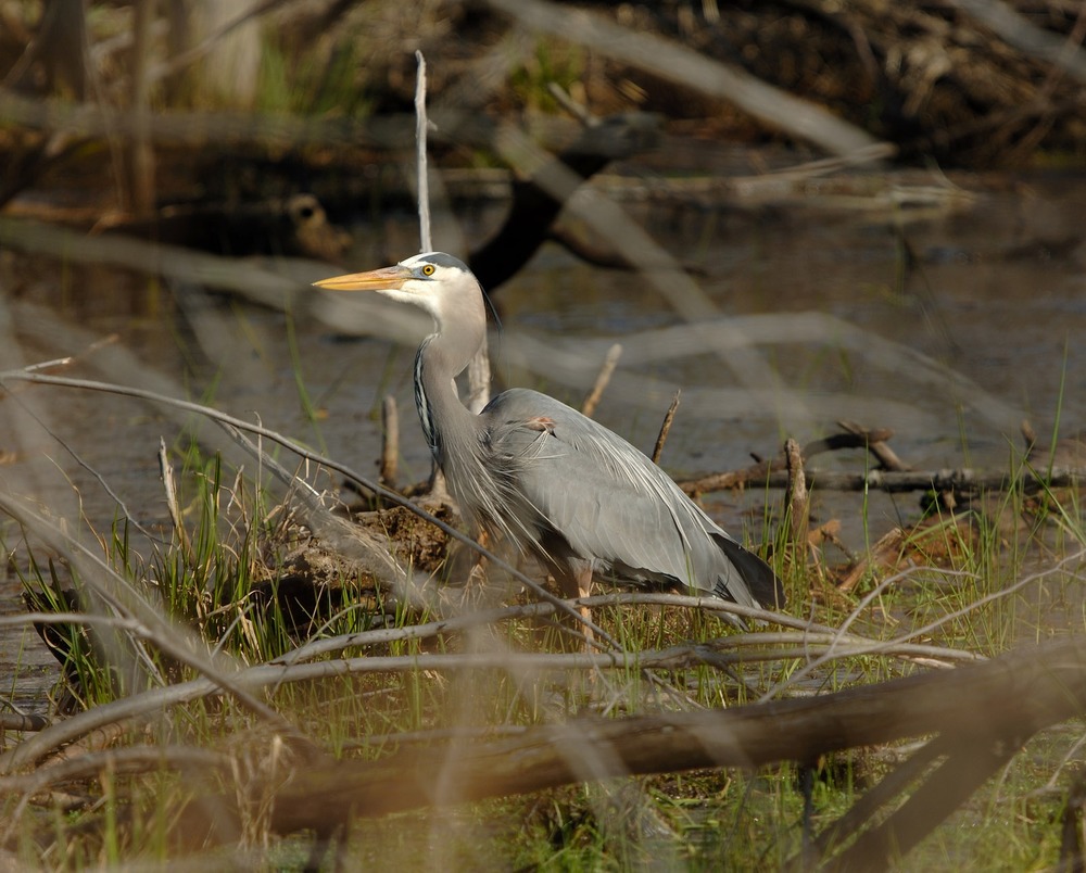 Great Blue Heron at Beverly Drive