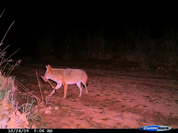 Coyote (Canis latrans) carrying a deer leg (Odocoileus hemionus).