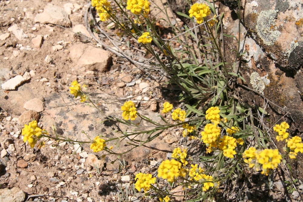 In the Mustard Family.