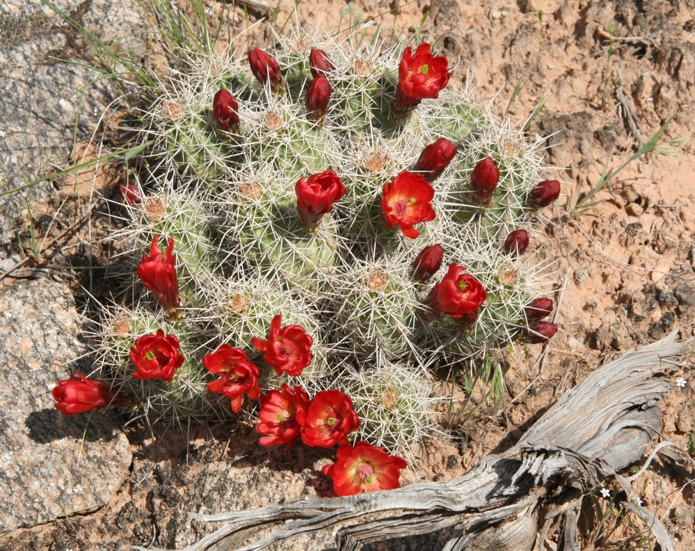 Resembling a hedgehog in shape, this plant sports straight spines arranged in clusters of three.