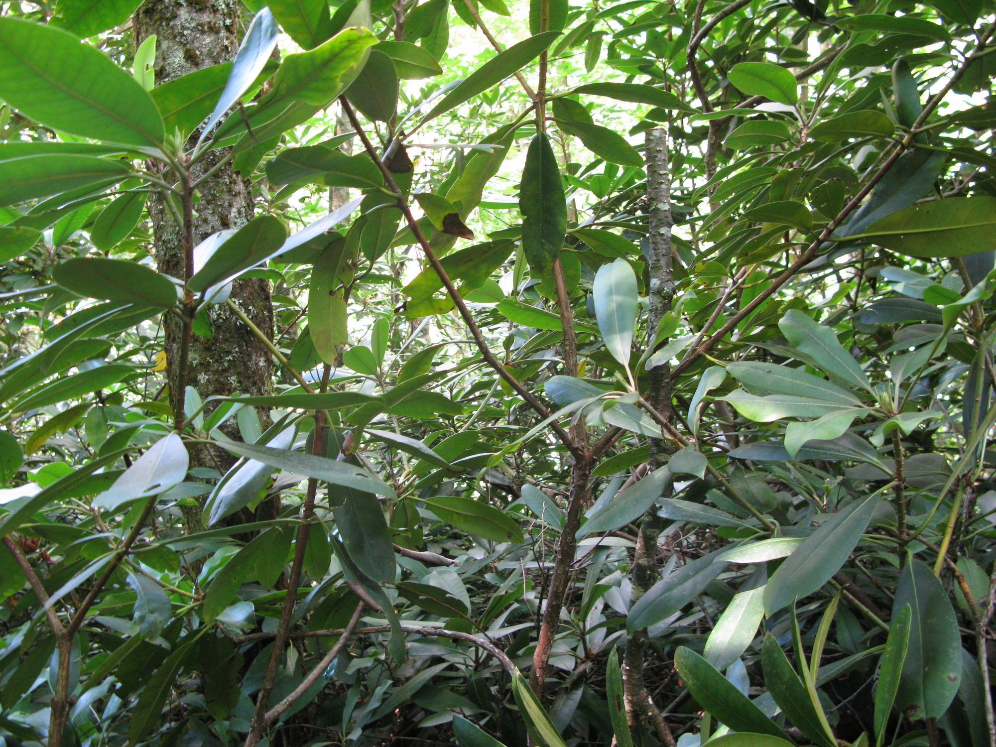 Plot Code: GRSM_AA_0626_2