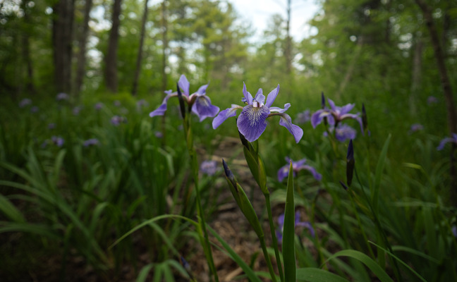 Several purple irises pop out of a marsh.