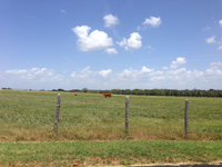 Brown cows graze in a flat, open field of grass under puffy white clouds, within a wood and wire fence. 