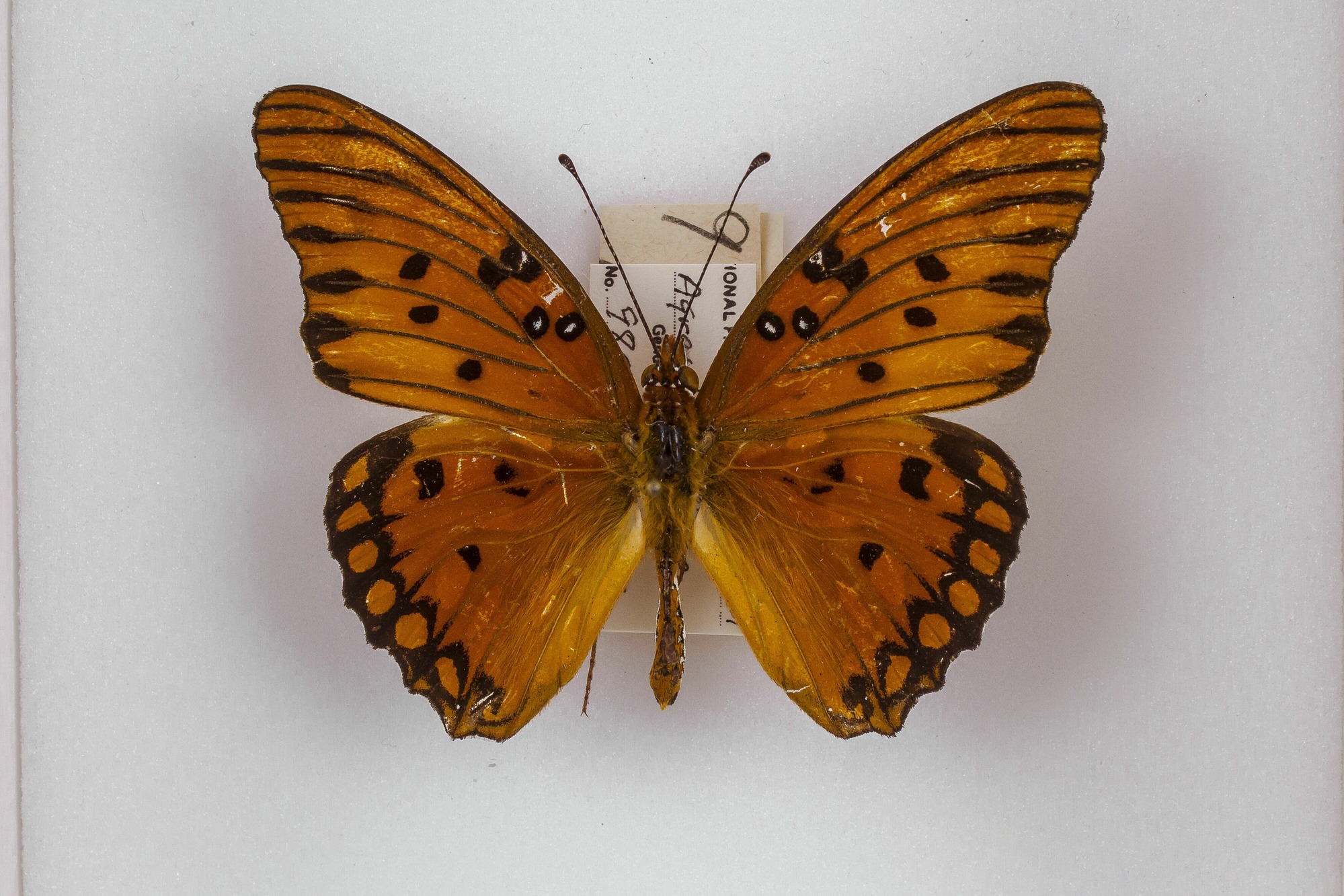 Image of Agraulis vanillae, a species of Animalia