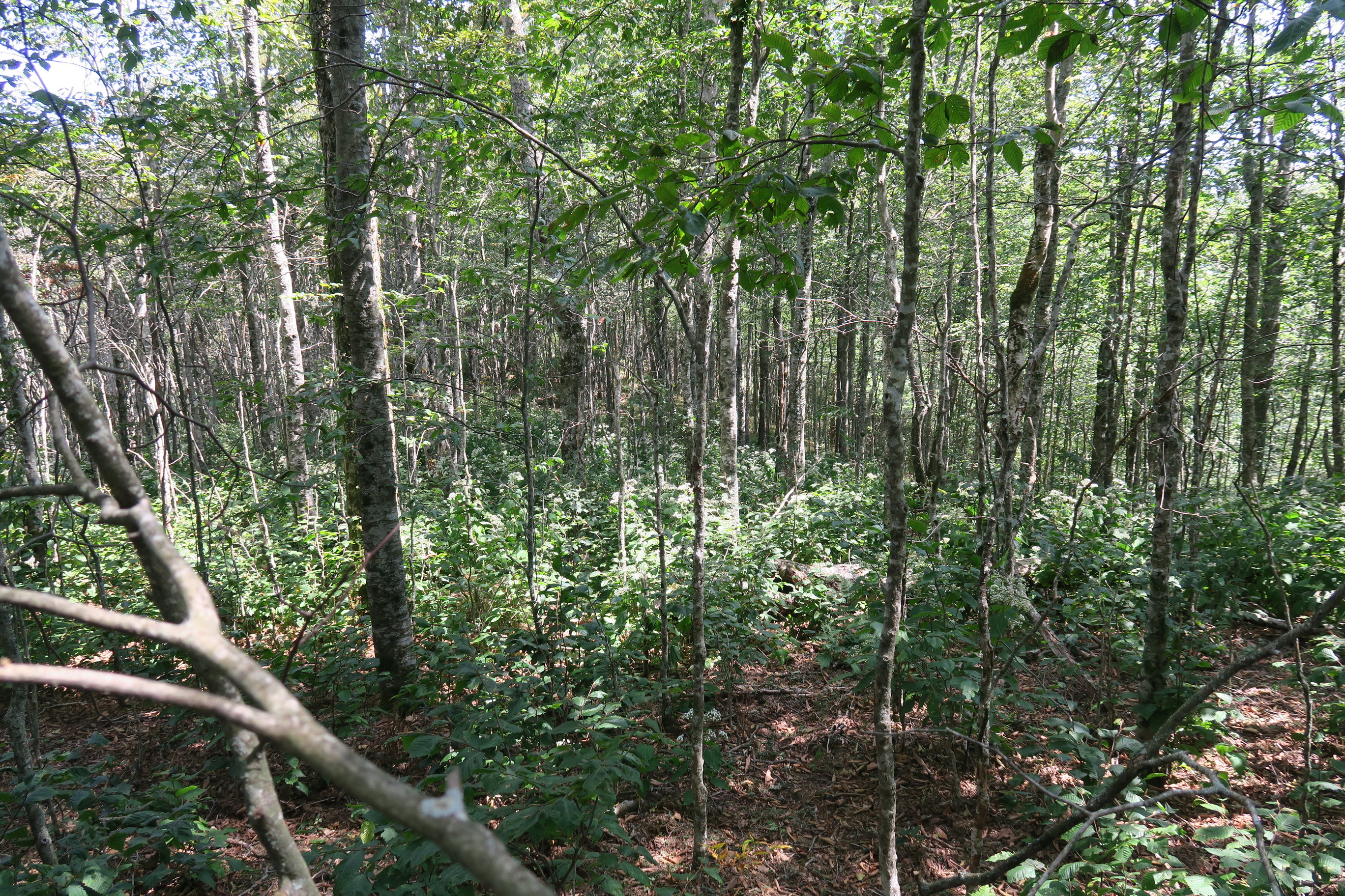 GRSM Accuracy Assessment. Plot Code: GRSM_AA_0761_3