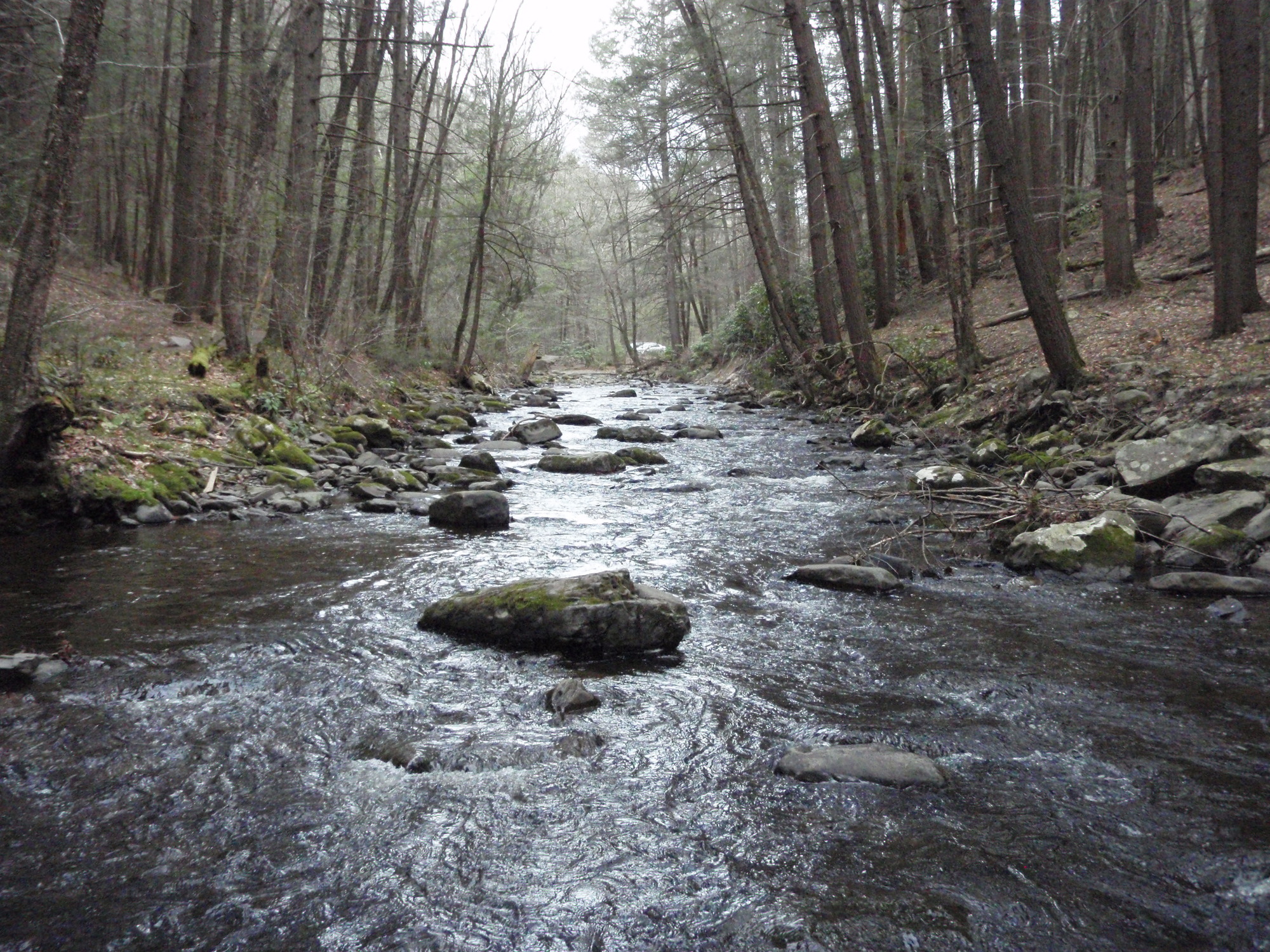 Site visit photo showing the upstream (UP) or downstream (DN) view of a wadeable stream reach taken during benthic macroinvertebrate monitoring at Delaware Water Gap National Recreation Area.