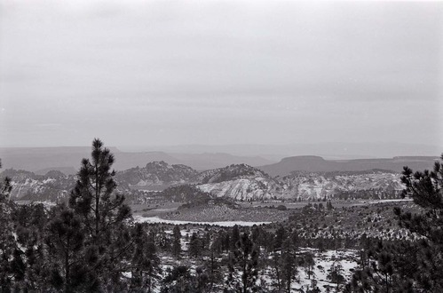 BW photo of the 1937 grazing study 35MM.