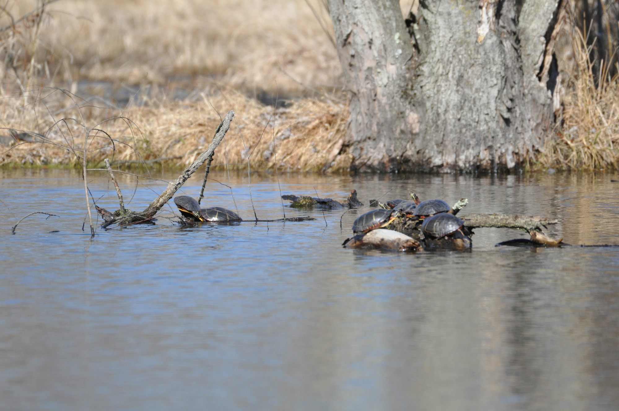 Several turtles climb on logs and branches sticking out of the water in a pond.