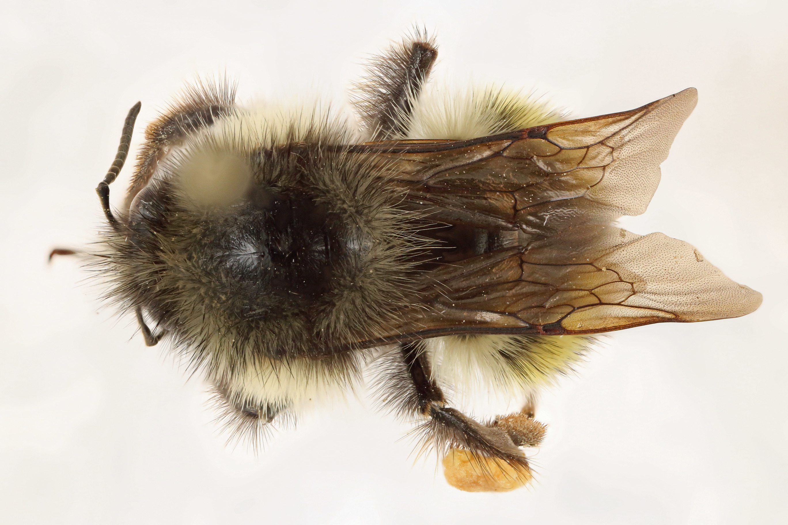 Dorsal view of pinned bee, Bombus flavifrons