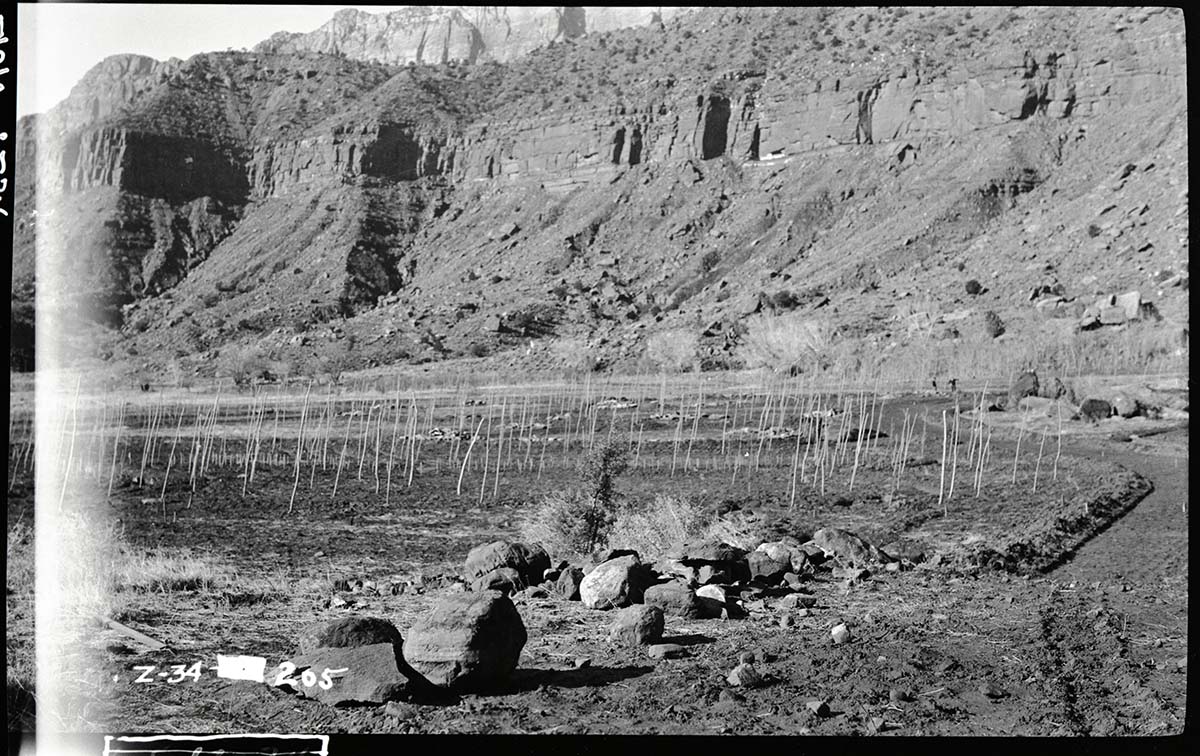 Tree planting in South Campground.