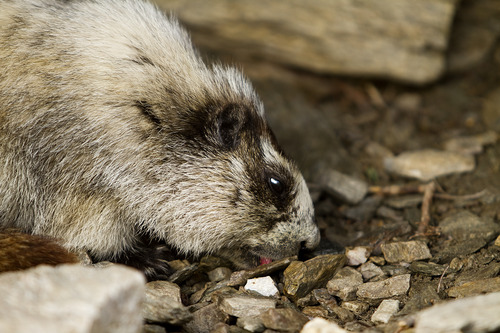 a marmot licking a rock
