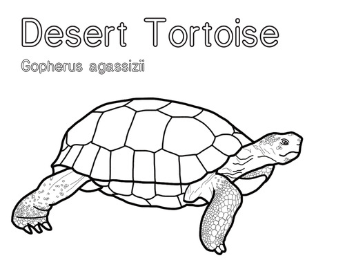Black and white line drawing of a tortoise. 
