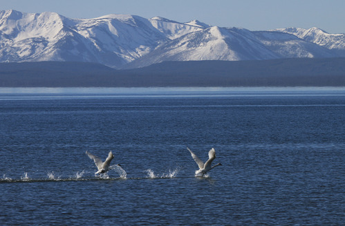 Two trumpeter swans take off from Yellowstone Lake with snow covered mountains in the background.