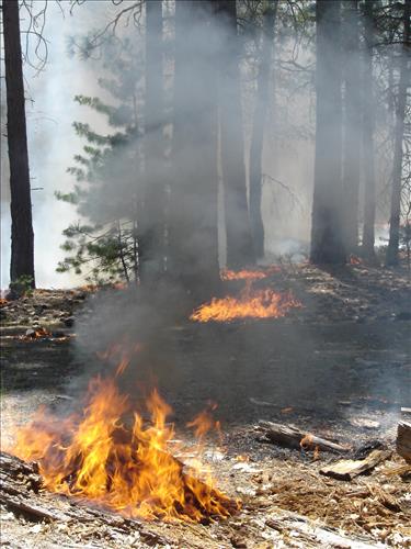 Roads End Prescribed Fire, Sequoia and Kings Canyon National Parks, May 2005