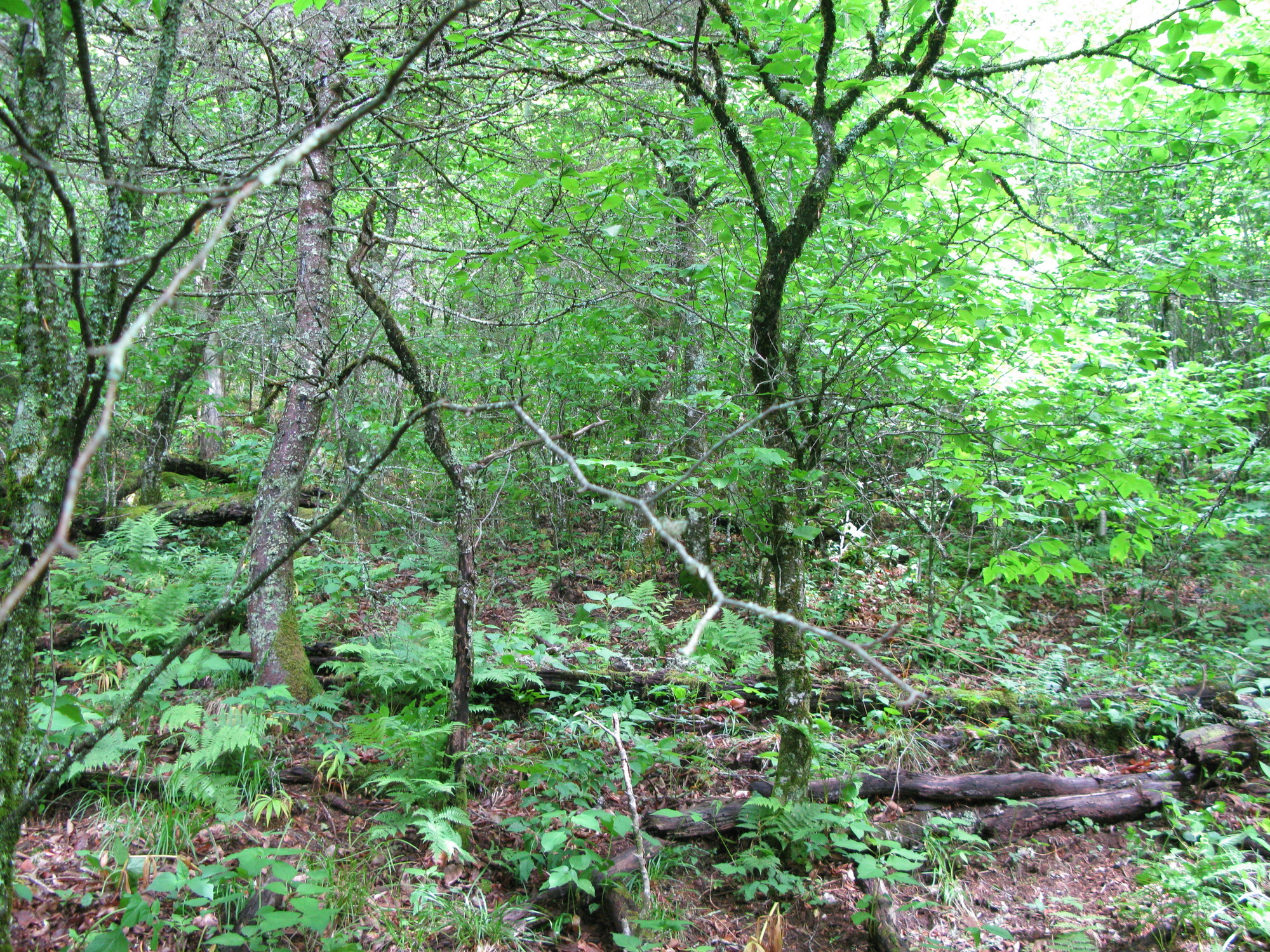 GRSM Accuracy Assessment. Plot Code: GRSM_AA_0120_6