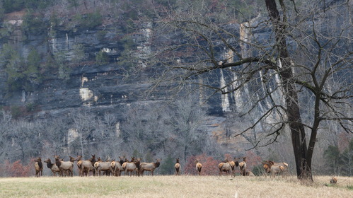 A herd of elk at Steel Creek in winter