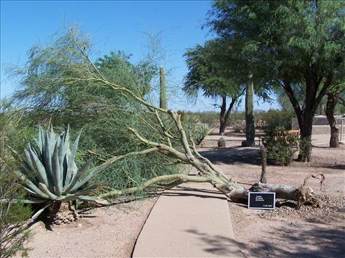 Storm damage at CAGR August 30 2007