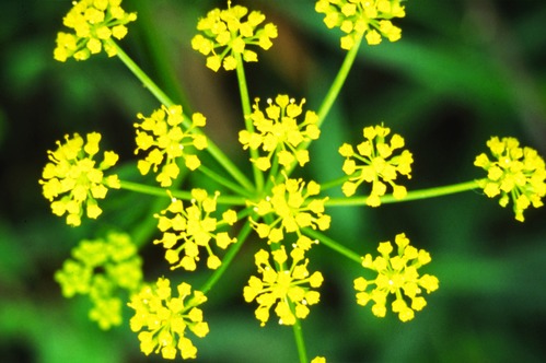 Golden Alexanders growing in the Dunes.
