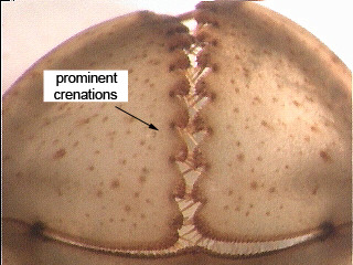 dragonfly larvae mouth with prominent crenations