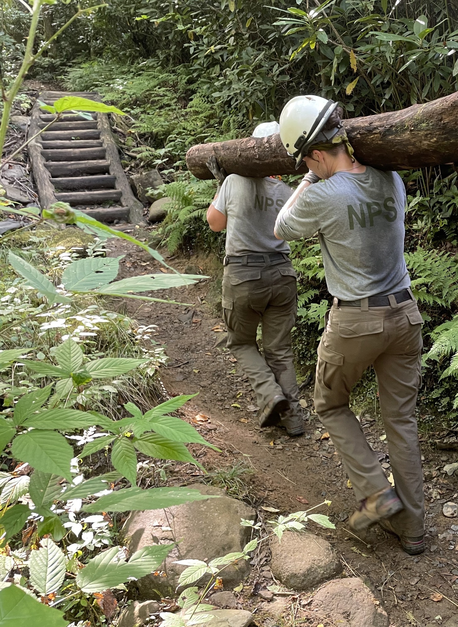 Two people wearing gray National Park Service shirts, brownish green pants, and white hard hats carry a lot through the woods and approach a set of stairs.