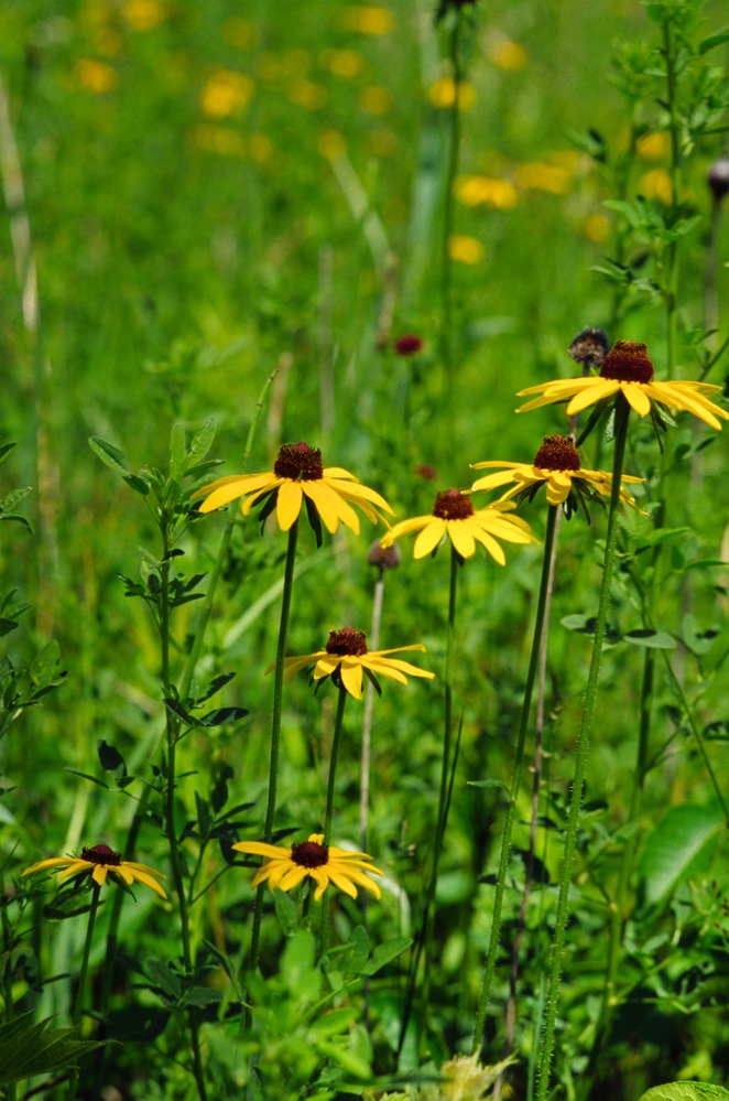 Black-Eyed Susans growing in the Dunes.