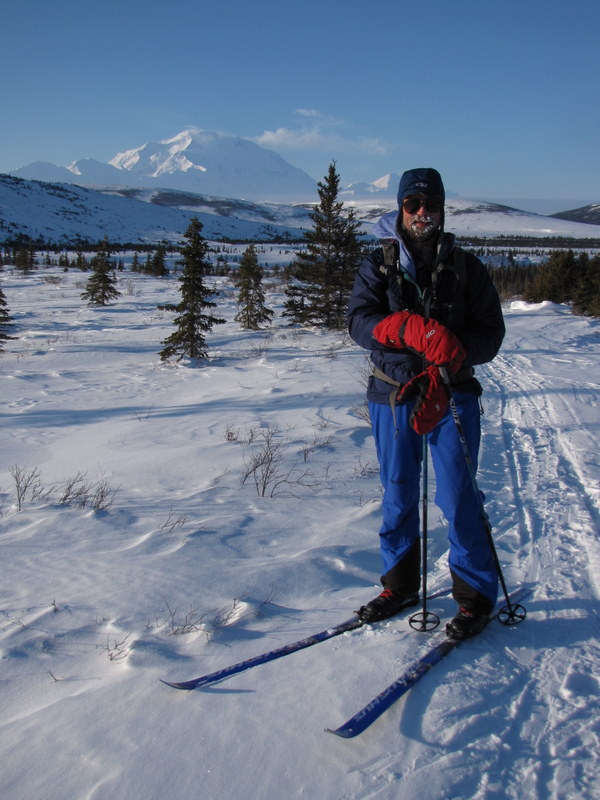 a skier near a spruce forest with a huge mountain in the background