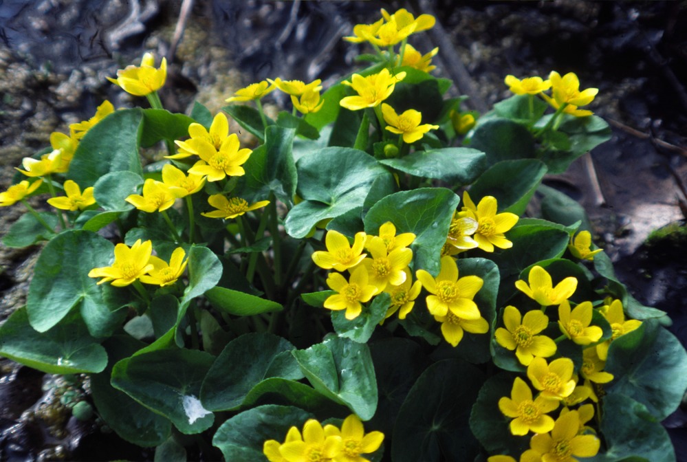 Marsh-Marigolds growing in the Dunes.