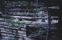 Close up view of a log cabin with green plants growing between logs.
