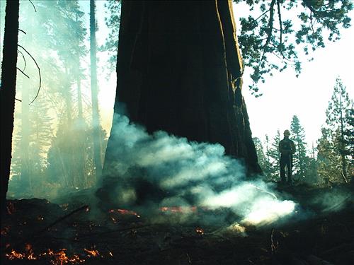 Giant wildfire used for resource benefit, Sequoia and Kings Canyon National Parks, summer 2003