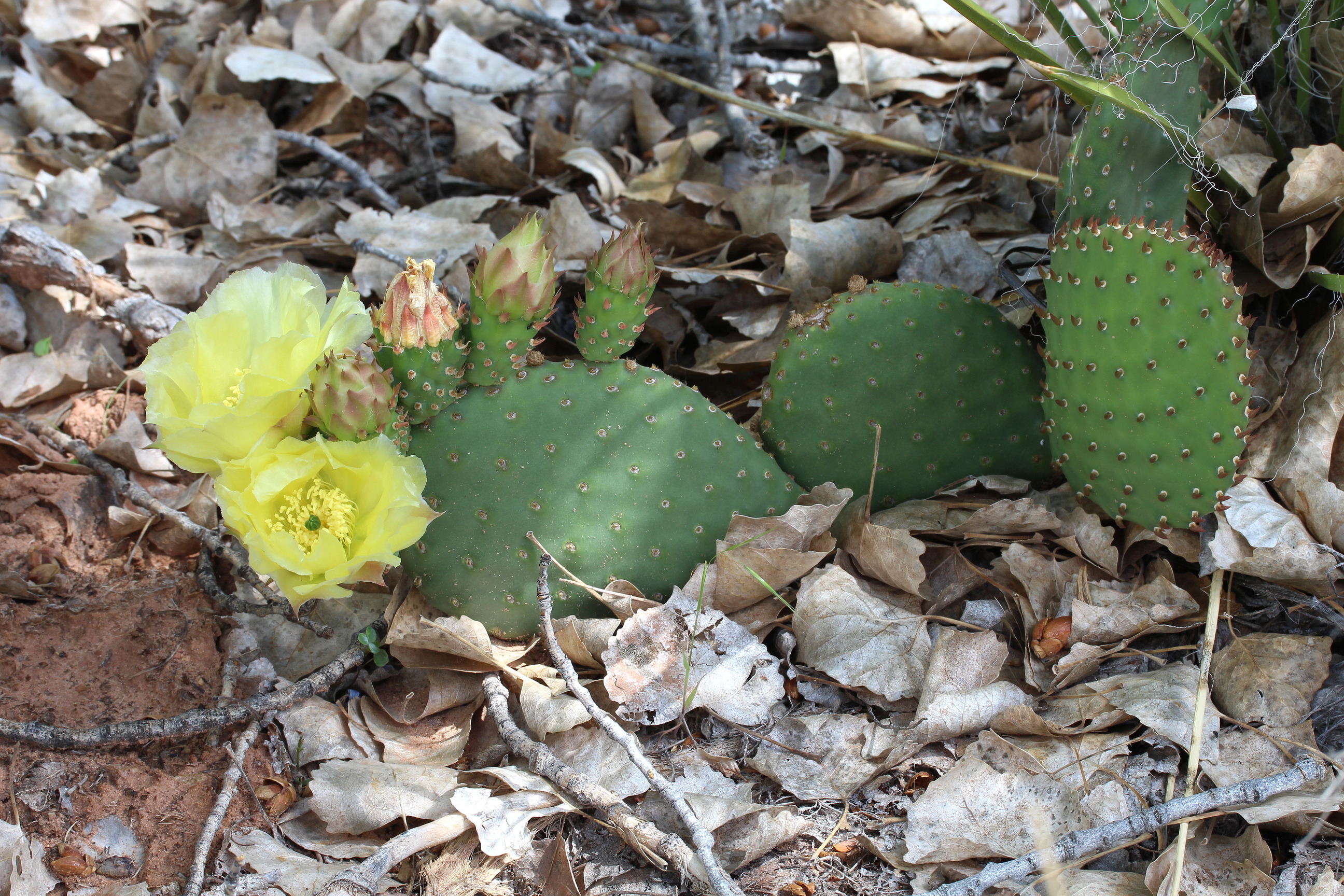 Opuntia erinacea, Common pricklypear