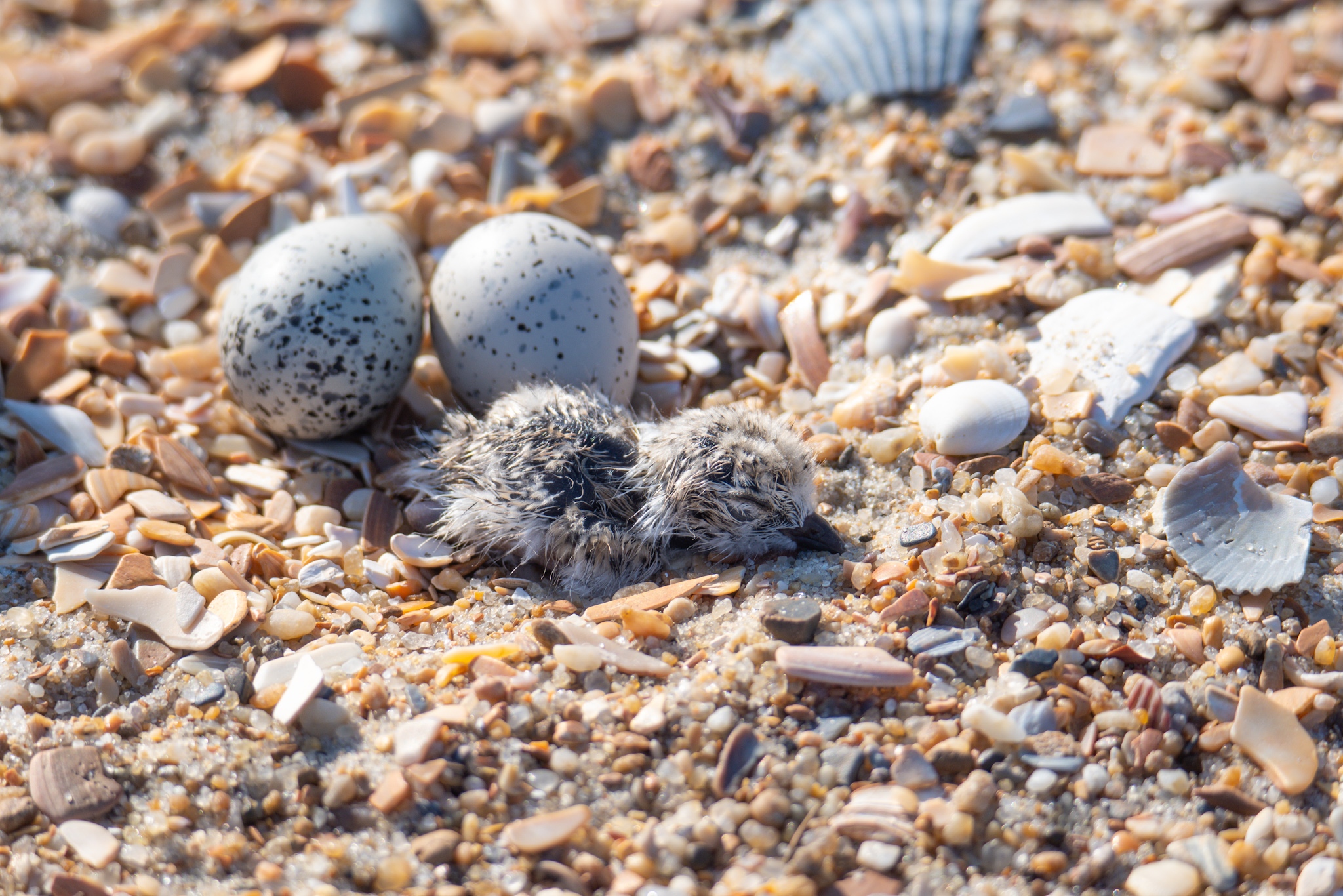 Freshly hatched piping plover chick in the western Cape Point area, June 30 2022.