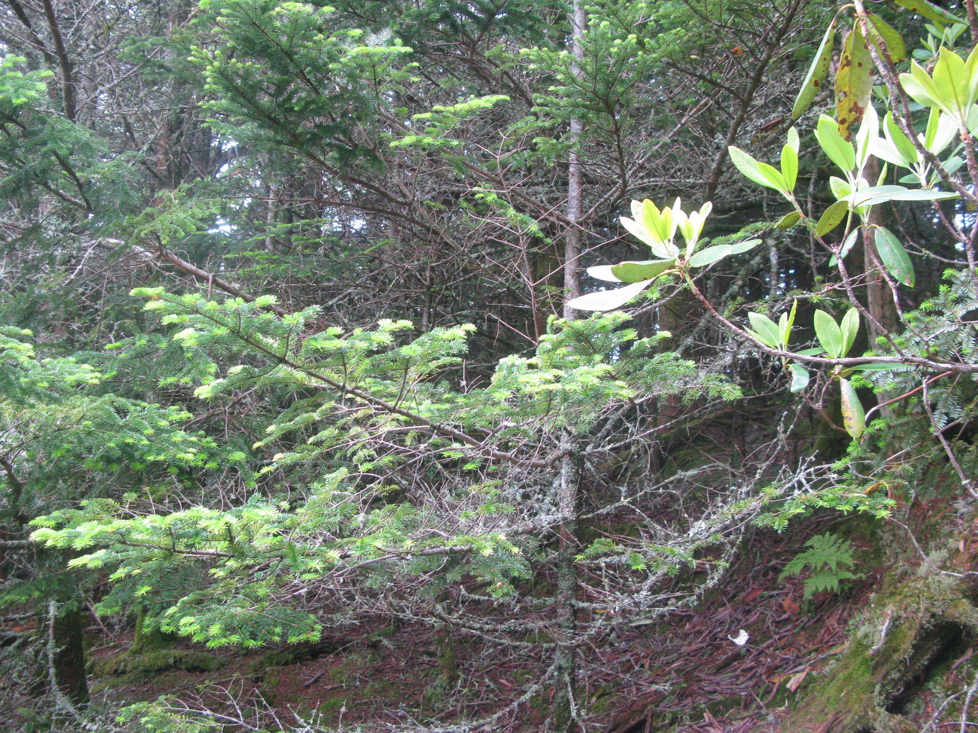 GRSM Accuracy Assessment. Plot Code: GRSM_AA_0380_5