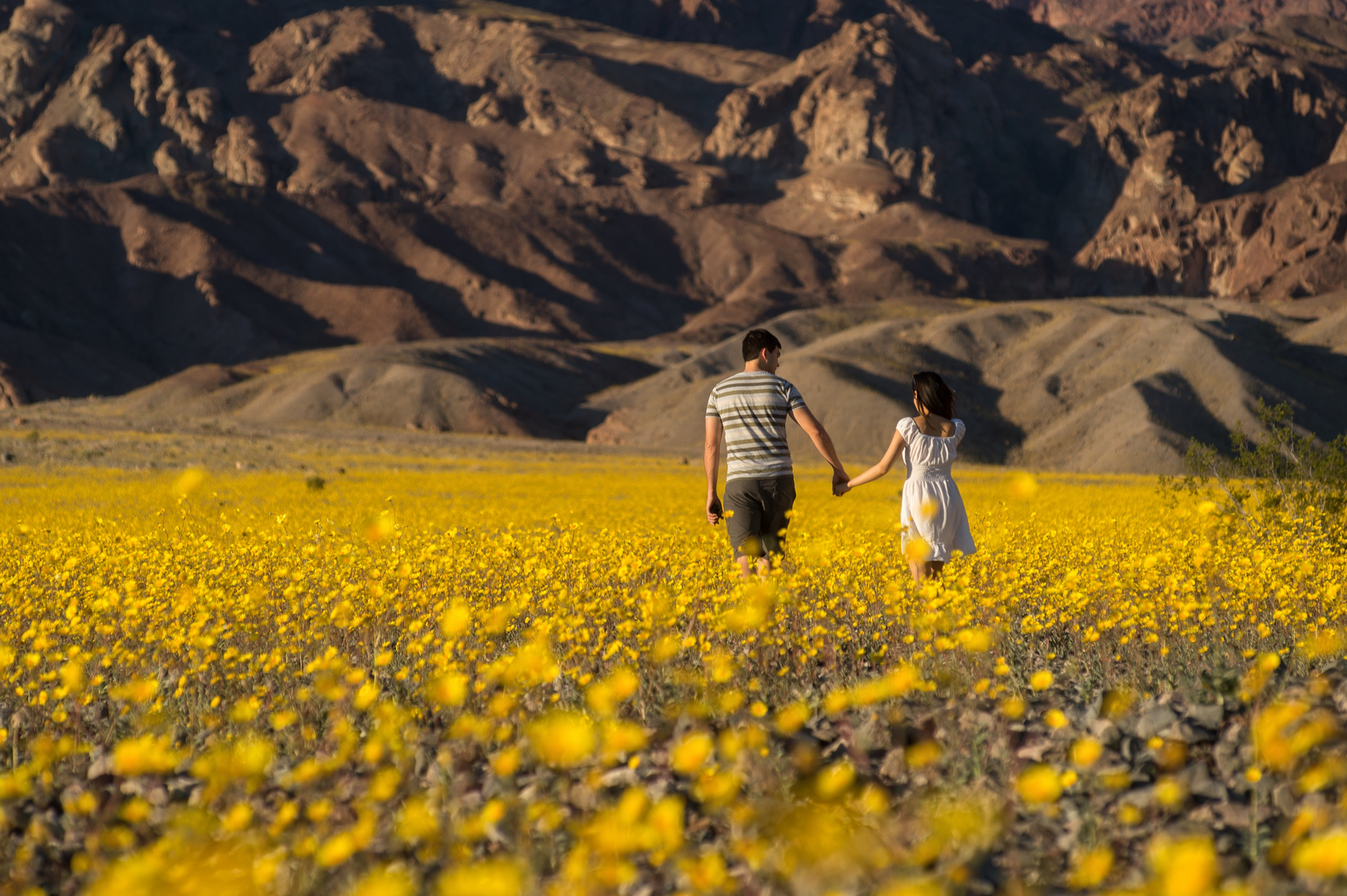 A man and a woman walking away while holding hands in a field of yellow flowers, with rocky slopes in the distance.