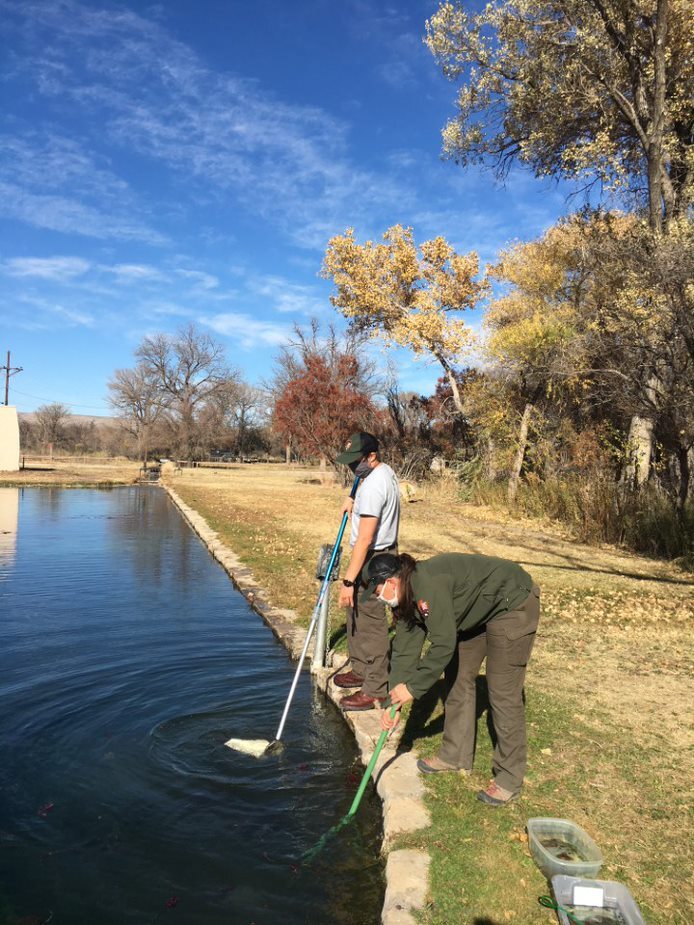 Volunteers search water with nets for dragonfly larvae