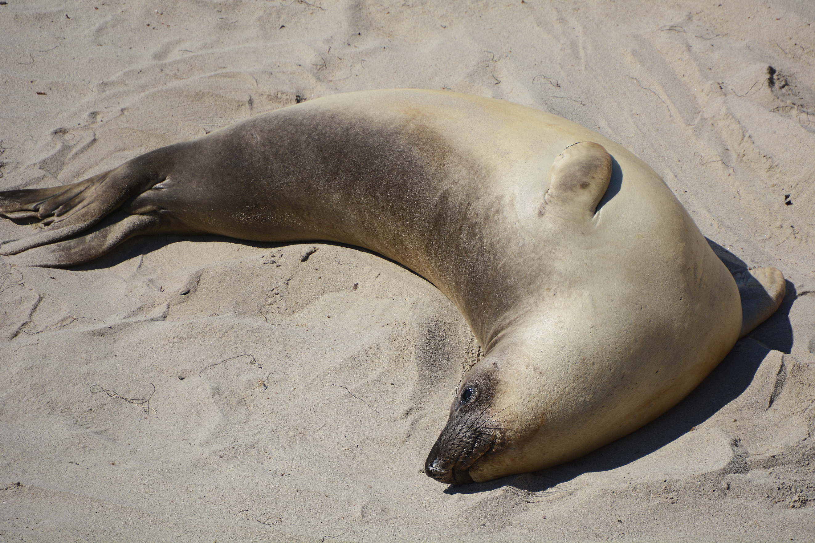 seals and sea lions laying on the coast