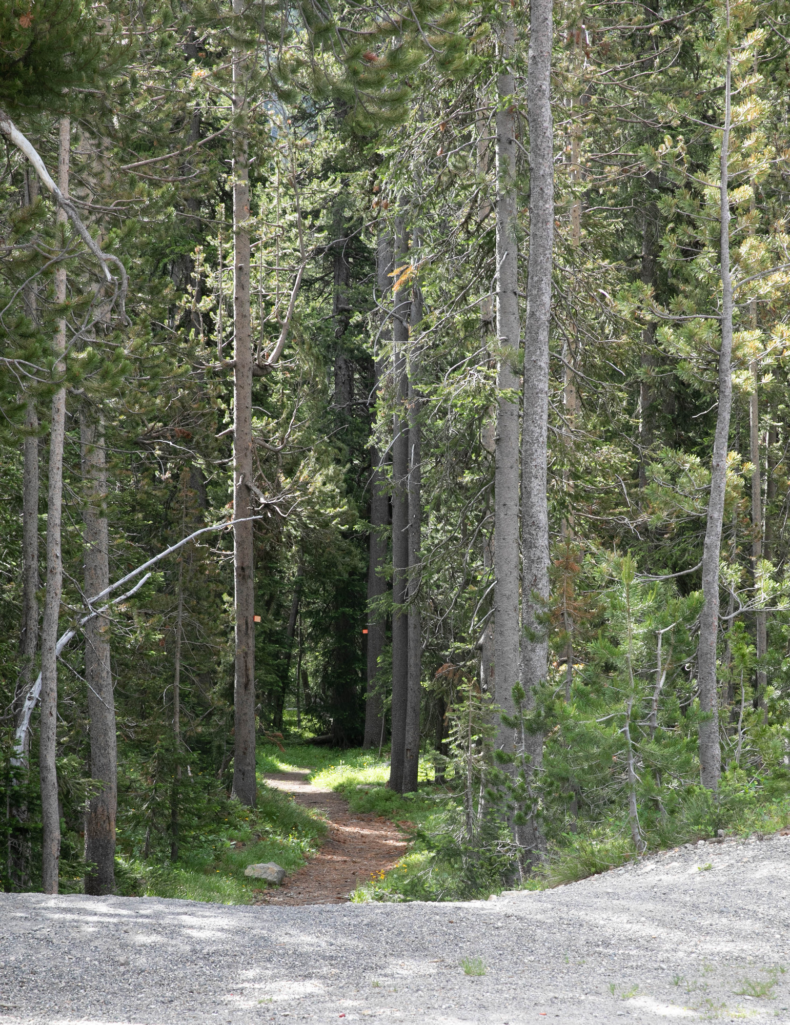 The trail drops down from the road into a forest.