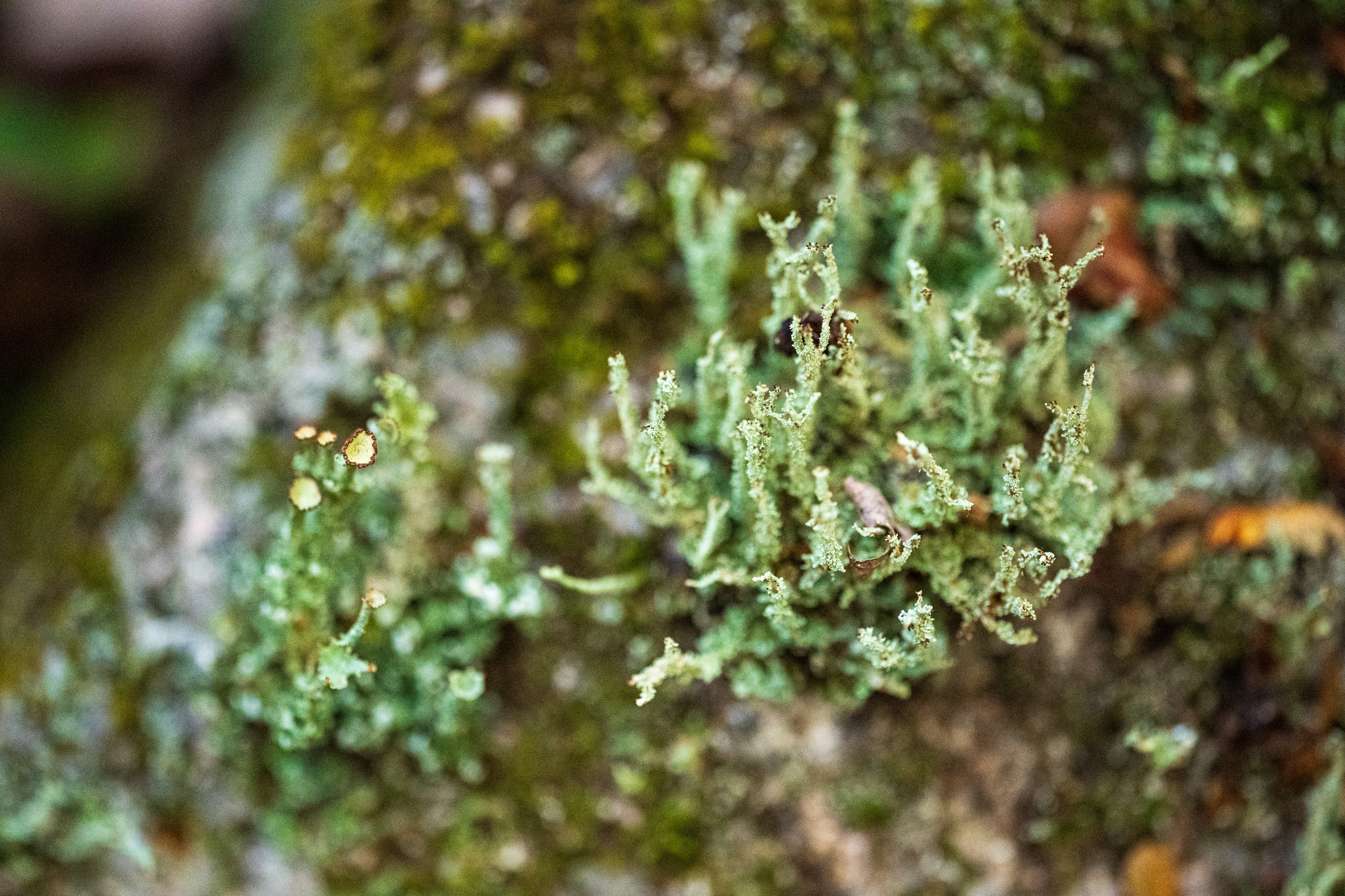 Tall, green lichens on a green-brown rocky background. The photo is taken top down and only the ends are in focus. 