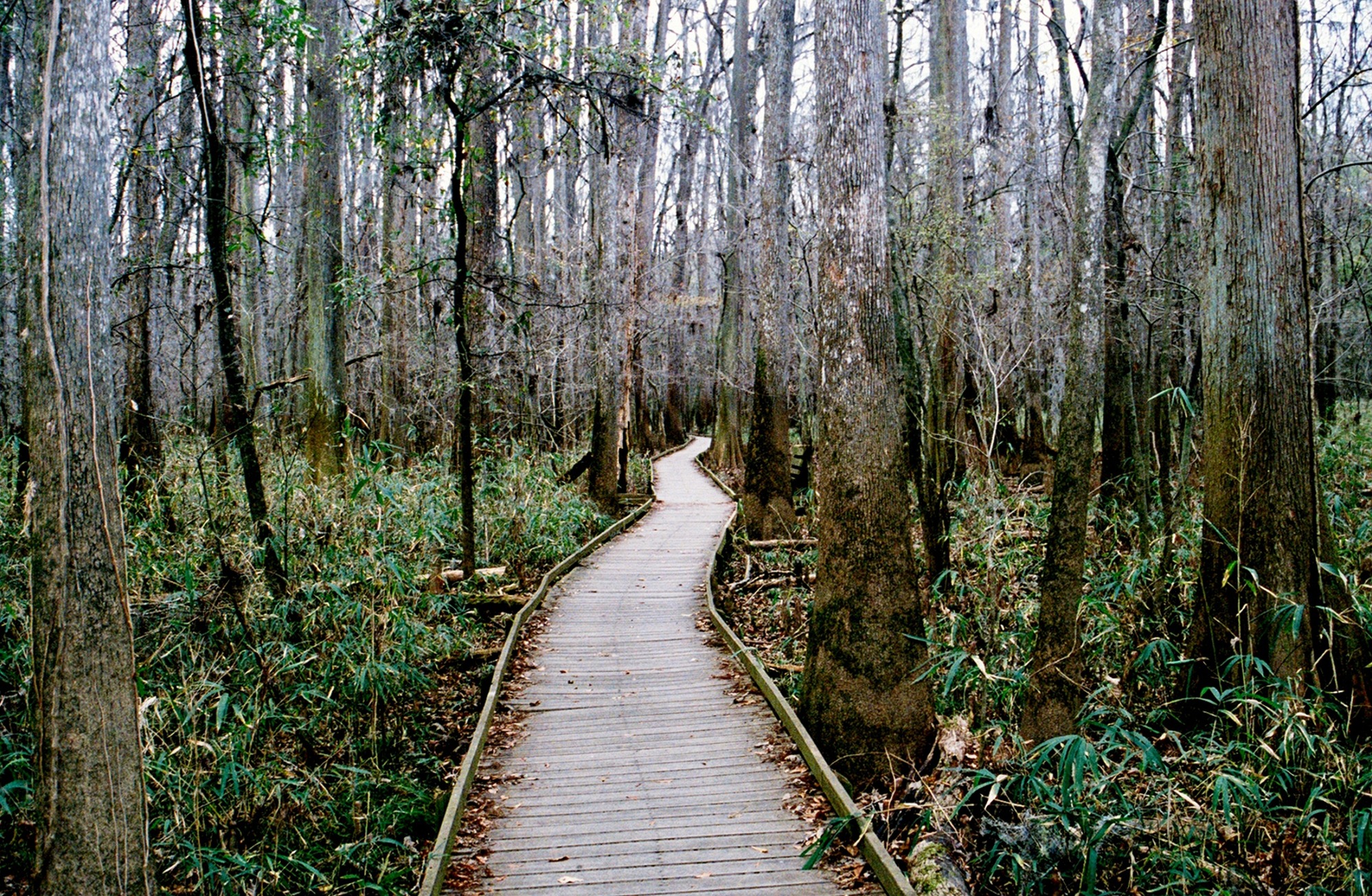 A boardwalk through a green swampy landscape.