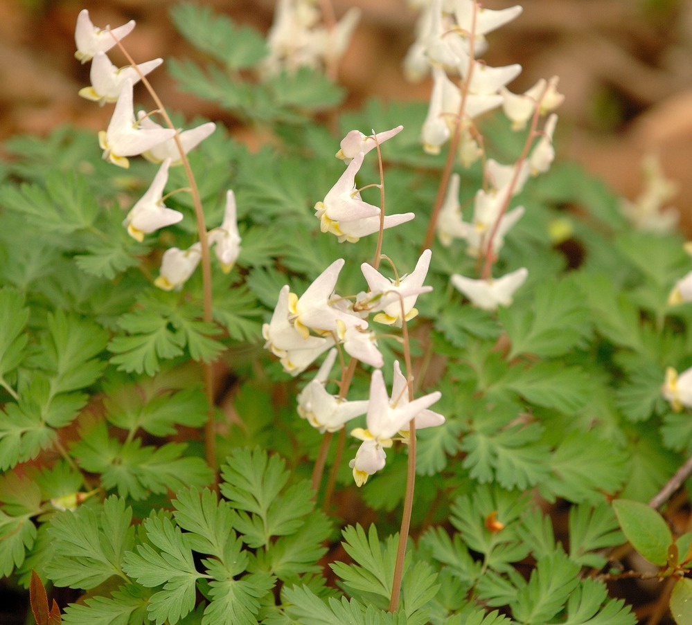 Dutchman's-Breeches growing in Herons Rokkery.